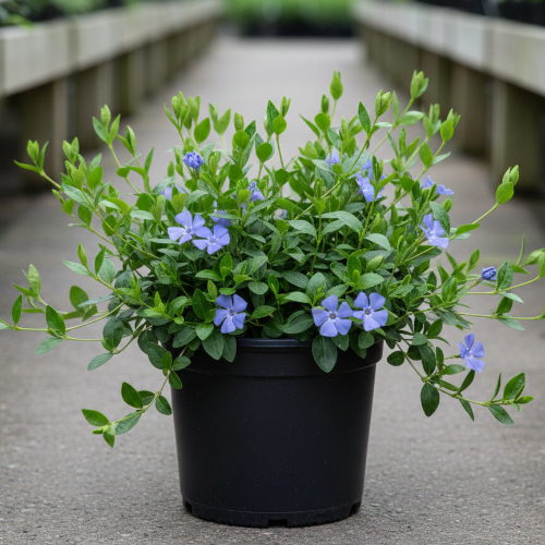 Барвинок малый  купить