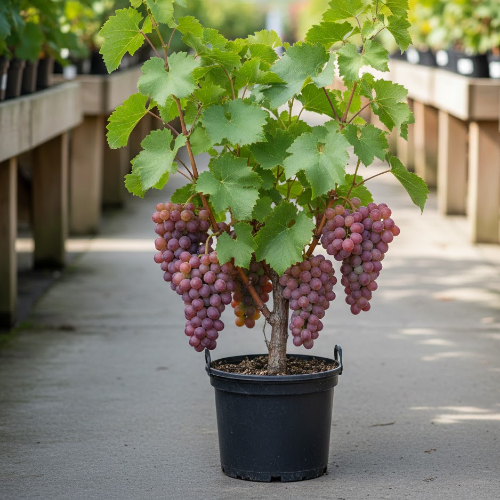 Виноград Ася купить