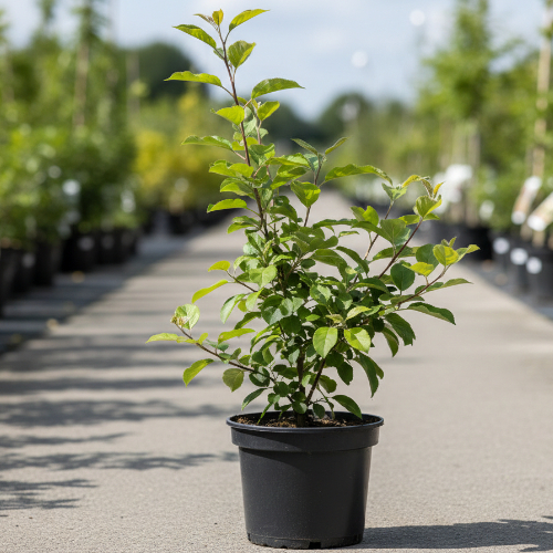 Яблоня декоративная Директор Мурланд купить