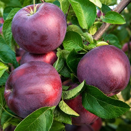 Яблоня Имант купить