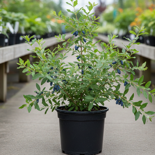 Жимолость Бореал Бист купить