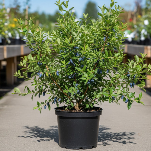 Жимолость Лазурная купить