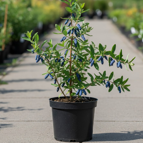 Жимолость Мальвина купить